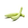 CONCOMBRE IRAQUI